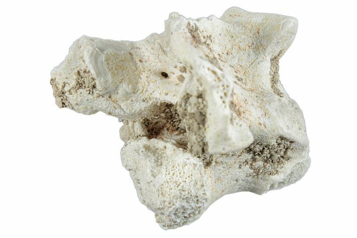 Fossil Sea Snake (Palaeophis) Vertebra - Morocco #261632